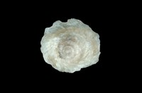 藏品(陽傘螺)的圖片